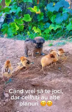 Cățelul și puișori