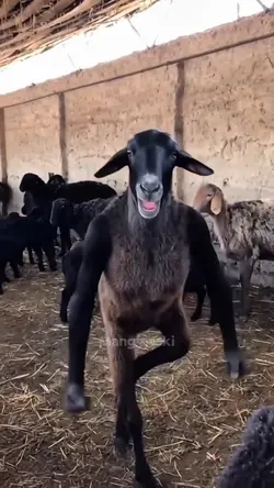 hewan kurban