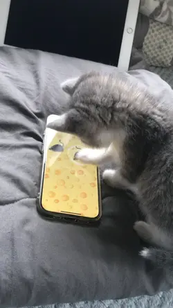しぐれ