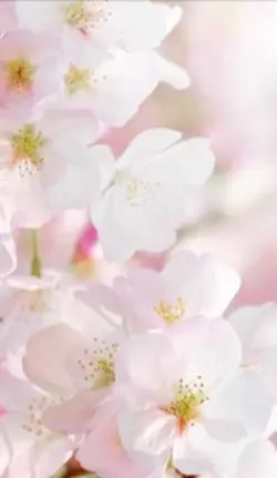春🌷🌸