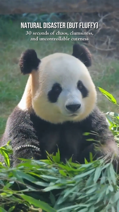 Panda Lustiger Moment