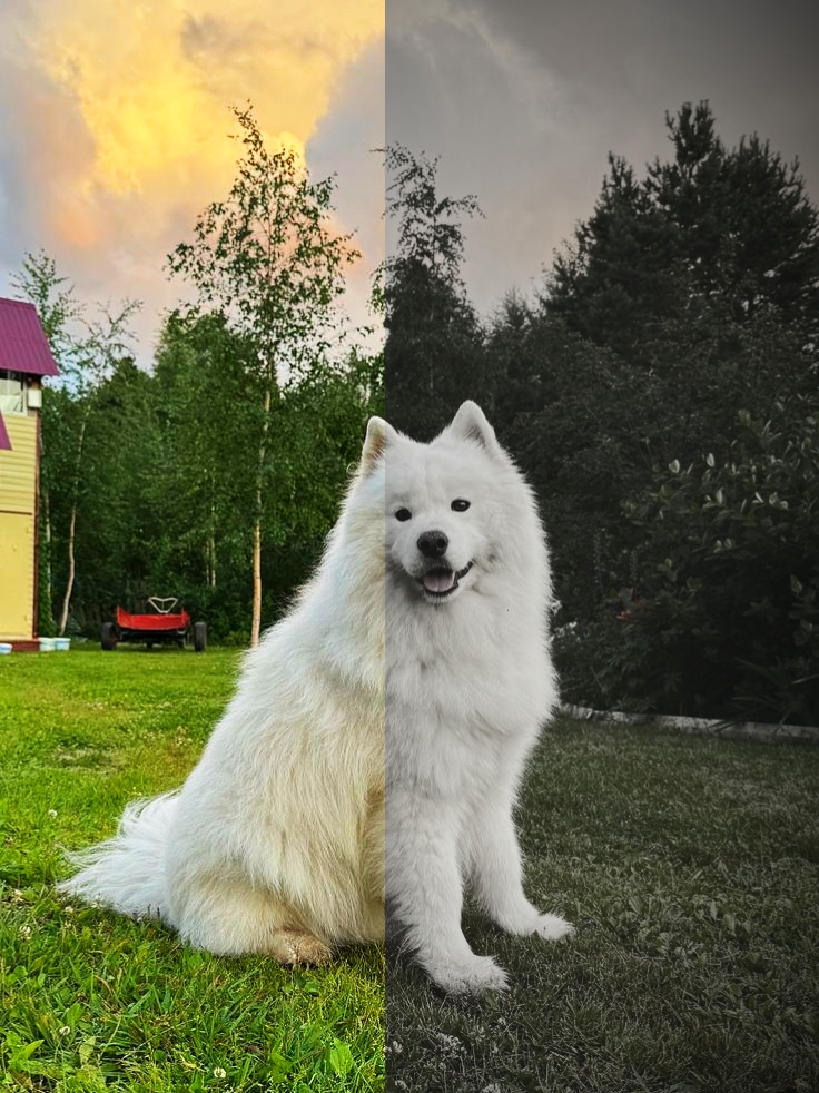 Mein kleiner Hund