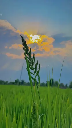 nature aesthetic