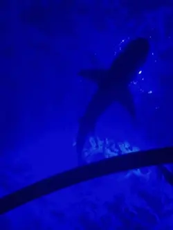 プラベ大会ルール説明