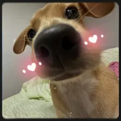 cute puppy