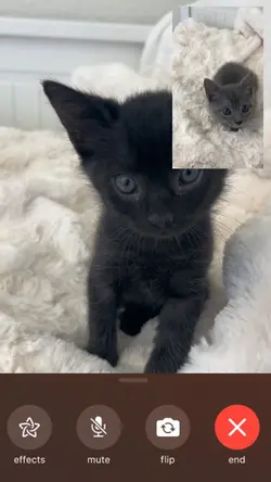 Kitten FaceTime 