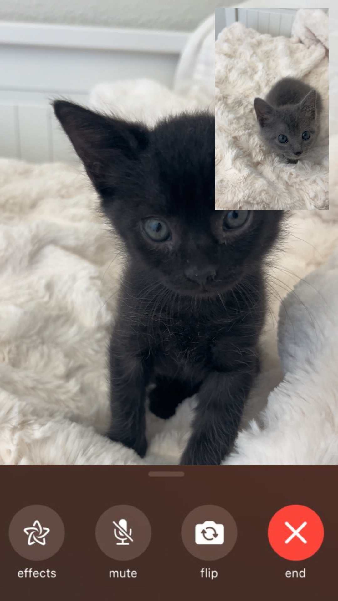 새끼 고양이 페이스타임 