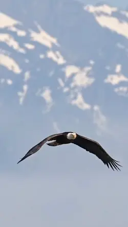 l`aquila