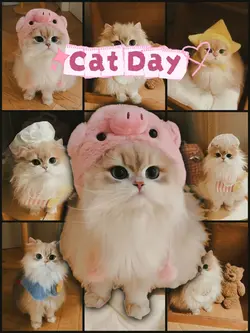 National Cat Day🐱🐾