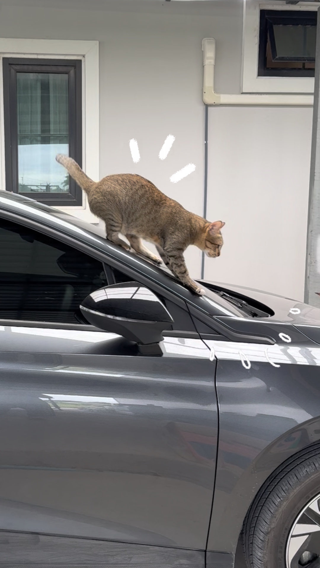 고양이 재미