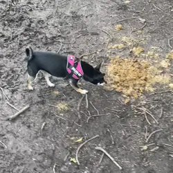 Rolling in poo 