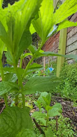 garden relax