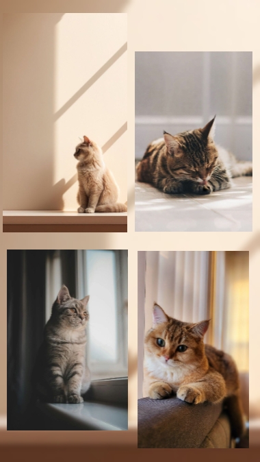 Amante de los gatos