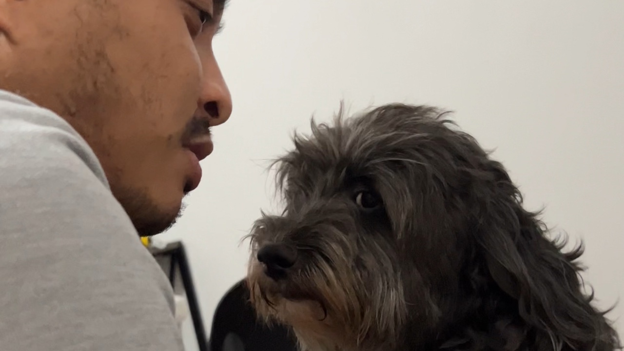 Lindo perrito
