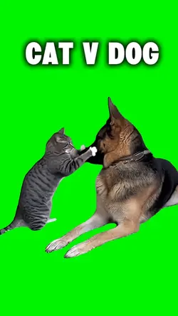 Cat and Dog Fight