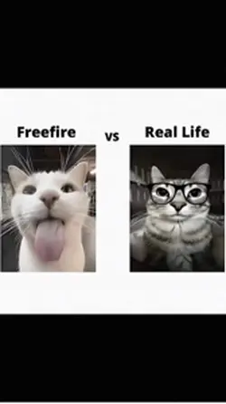 ฟีฟายกำลังฮิต