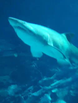 水族館の奴が雰囲気動画に良き