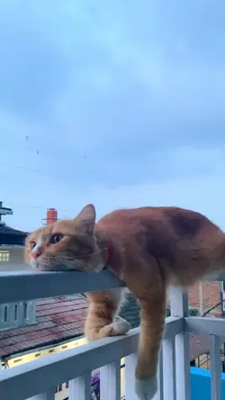 templatekucing