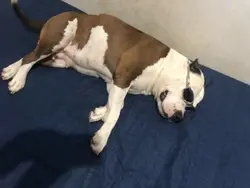 passinho do jamal