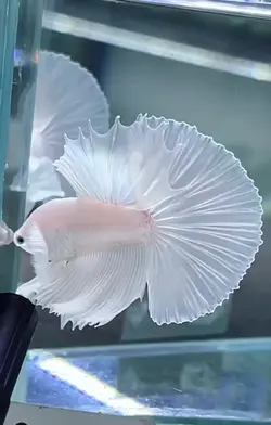 Sơn Ngân fish house