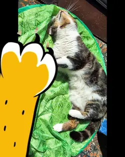 Cat compilation