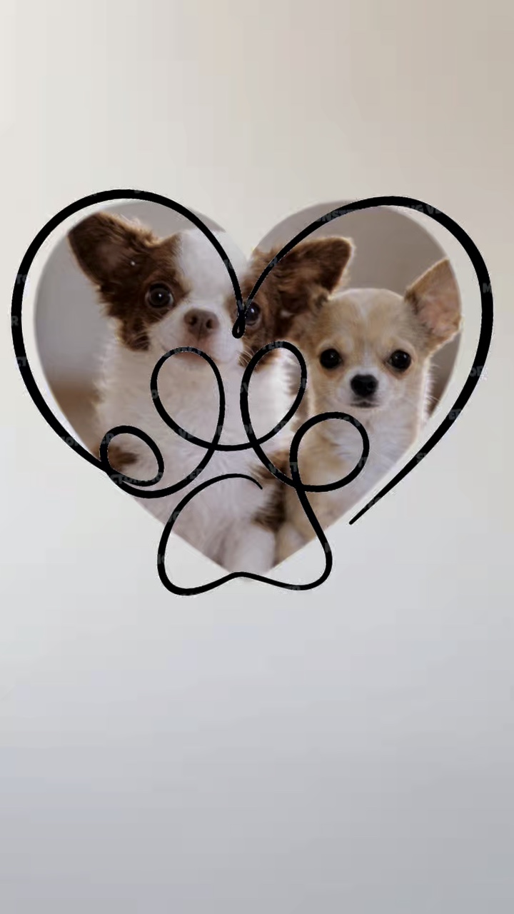 Cutedogs 