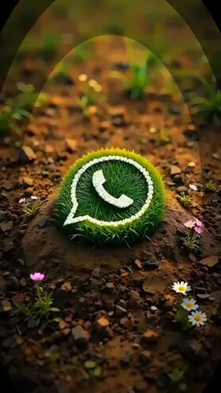 Whatsapp Intro
