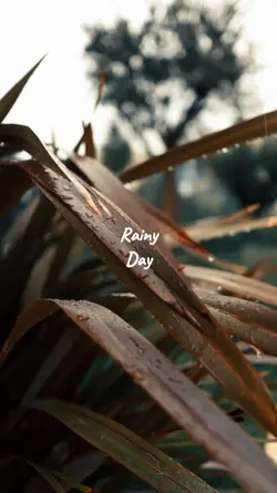 Rainy Day
