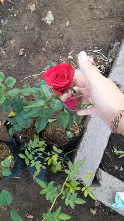 My Rose