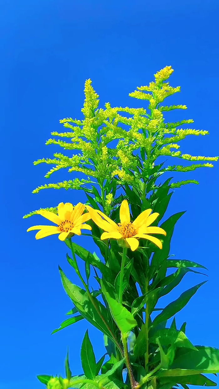 Flores