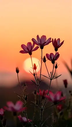senja melow