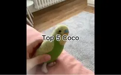 Top 5 coco