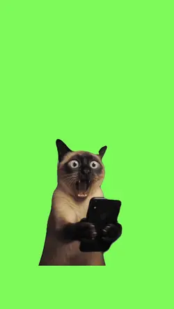 Schoked cat
