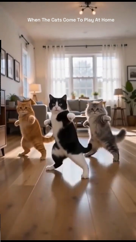 Funny Cat