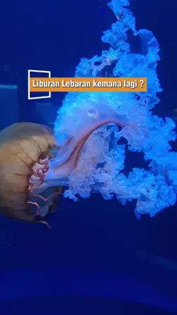 Liburan lebaran ?