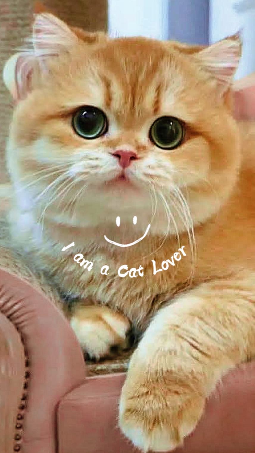 I am a Cat Lover