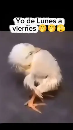 Si soy 