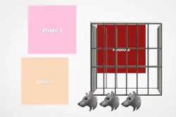 cage 🫣