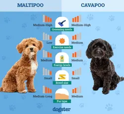 maltipoo vs cavapoo