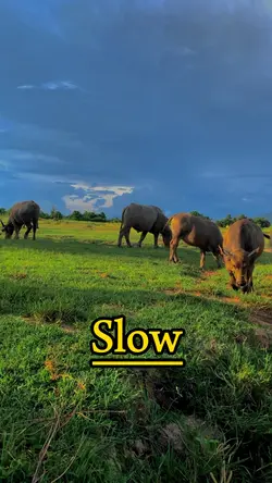 Slow màu
