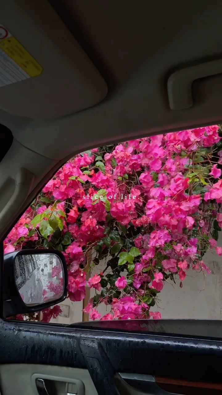 slice of life🌷