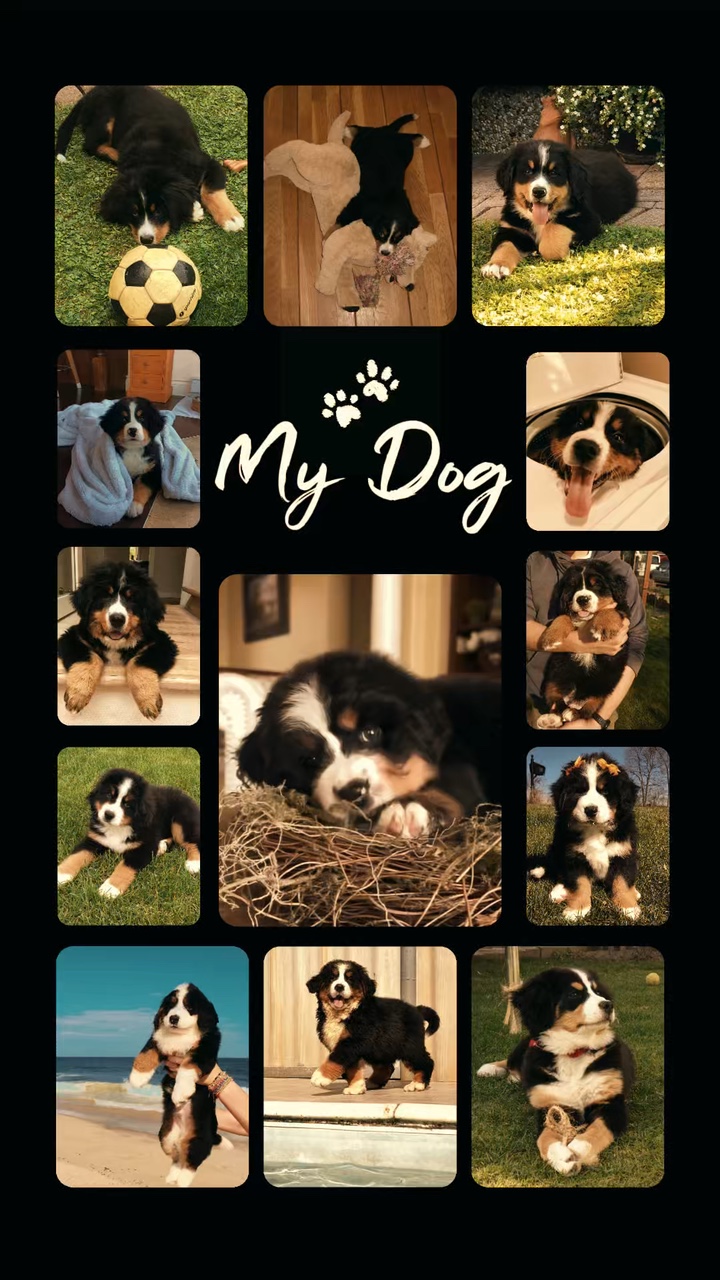 Mon chien 