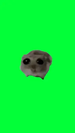 hamster nangis