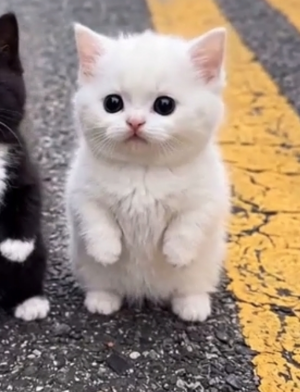 Gato de baile