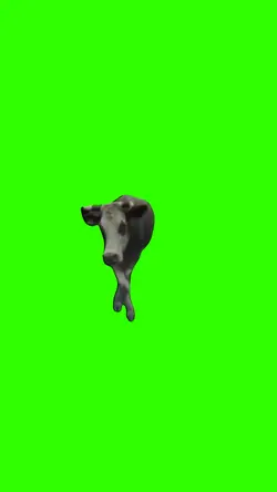 Vache qui marche