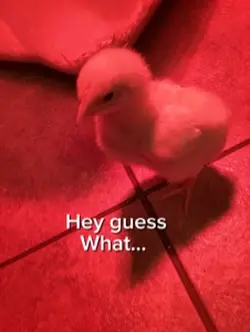 Baby chickens!!! 