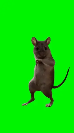 CWALK DANCE