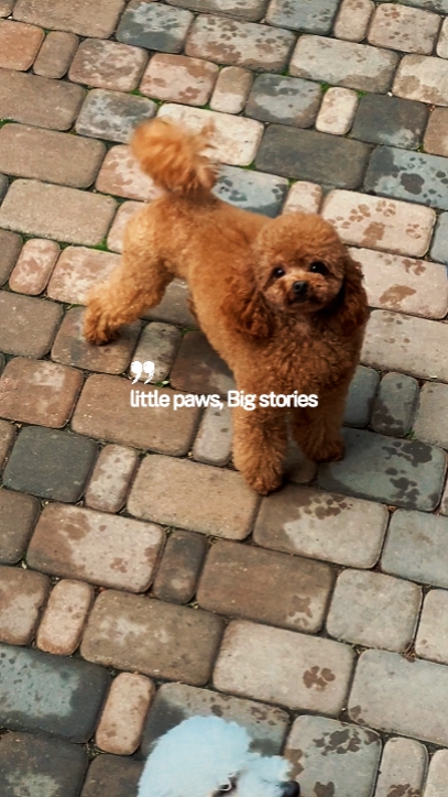 Little paws