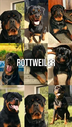 rottweiler