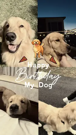 Birthday Dog 
